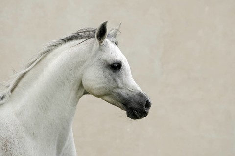 Arabian thoroughbred