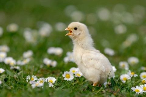 Domestic Chicken