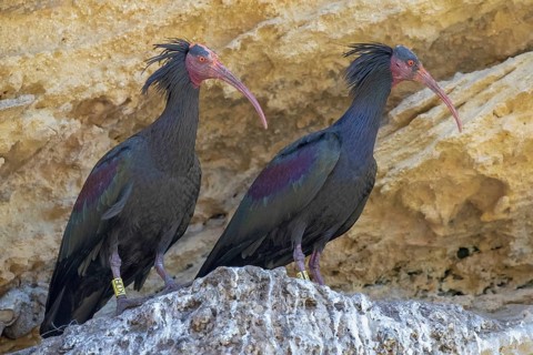 Northern bald ibis