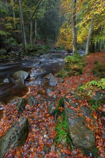 La Hoegne torrent