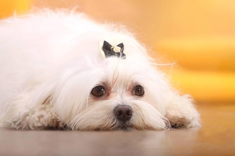 Maltese