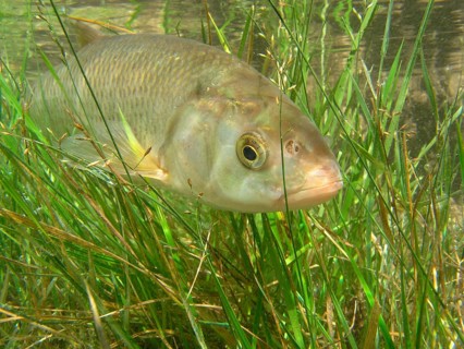 Minnow