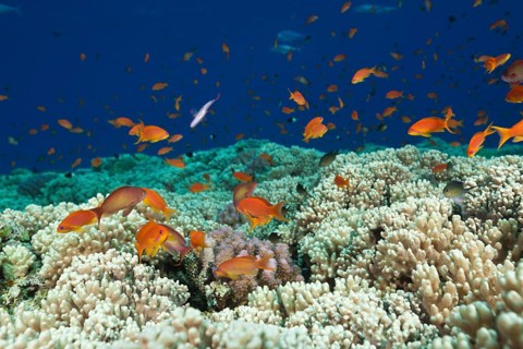 Harem flagfish on the reef top
