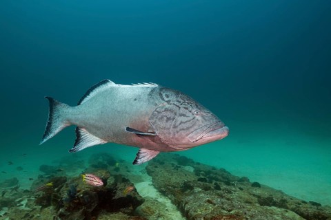 Pacific Goliath Grouper