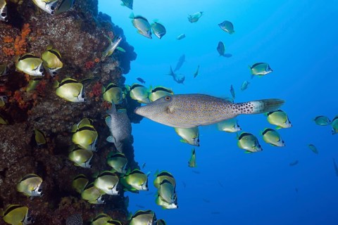Scrawled Filefish