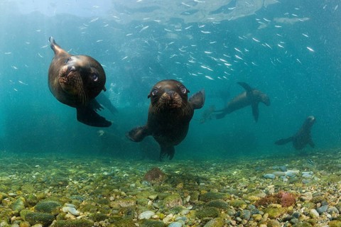 California Sea Lion