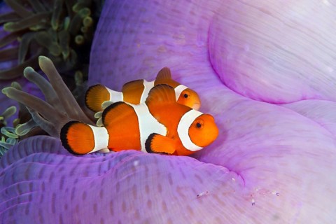 Ocellaris Clownfish
