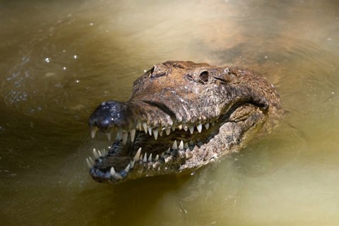 Freshwater crocodile