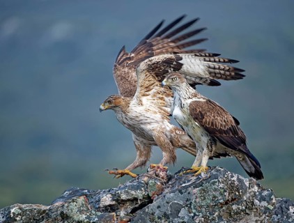 Bonelli's eagle