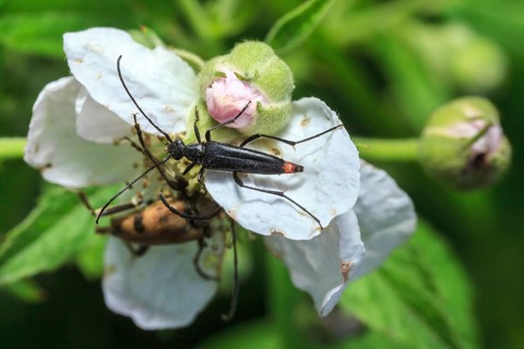 Strangalia nigra