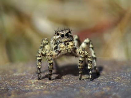 V-jumping spider