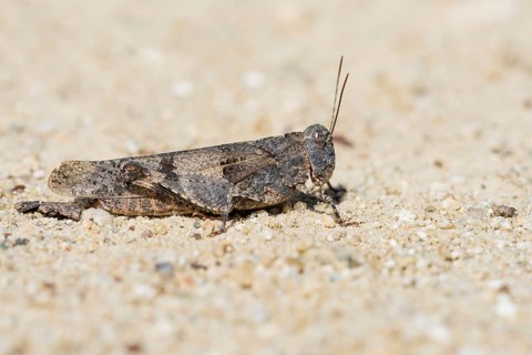 Blue-winged grasshopper