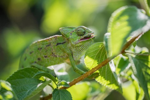 Mediterranean chameleon