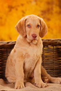 Chesapeake Bay Retriever