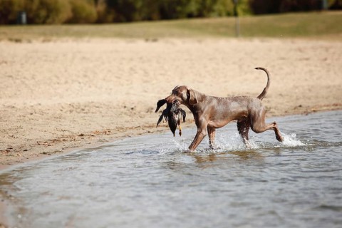 Weimaraner