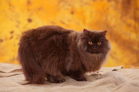 British Longhair