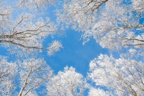 Tree tops of deep snow covered beech forest against blue sky in Neuchatel Jura