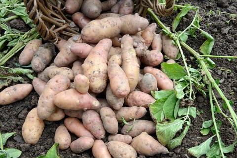 Potatoes
