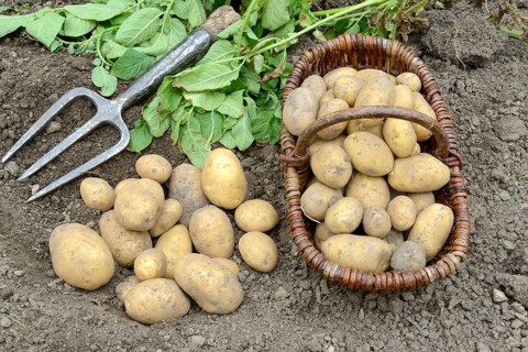Potatoes