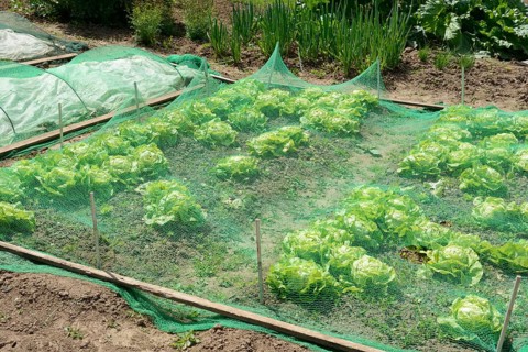 Vegetable patch with salad