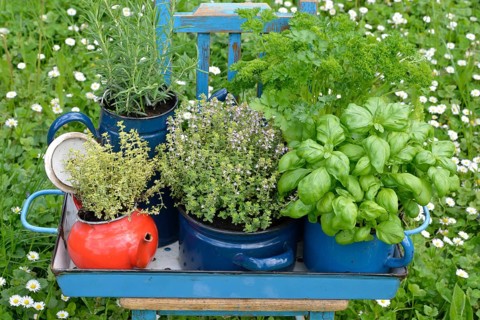 Various herbs in old bowls and cups