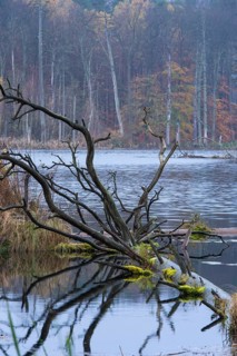 Schweingartensee