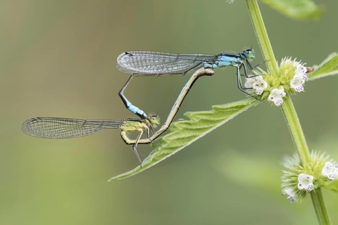 Blue-tailed damselfly