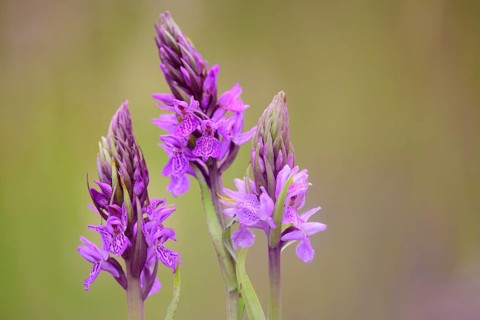 Southern marsh orchid