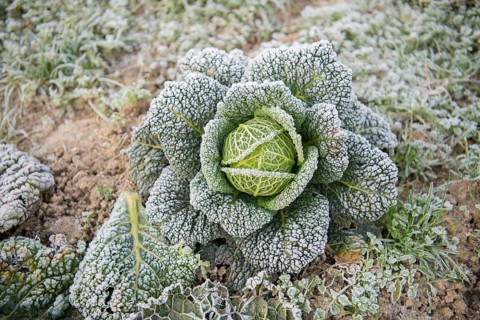 Savoy cabbage