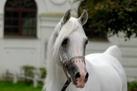 Arabian thoroughbred