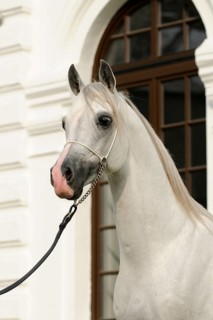 Arabian thoroughbred