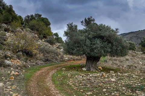 Olive tree
