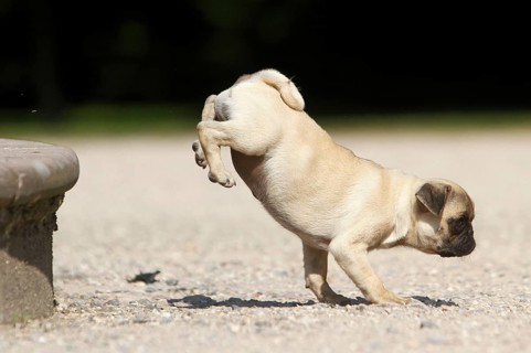 Pug