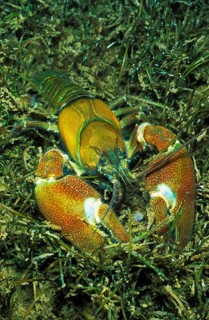 Signal Crayfish