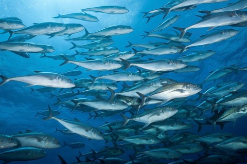 Shoal of Bigeye Trevally