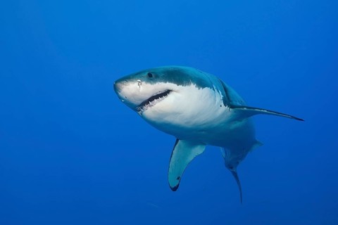 Great white shark