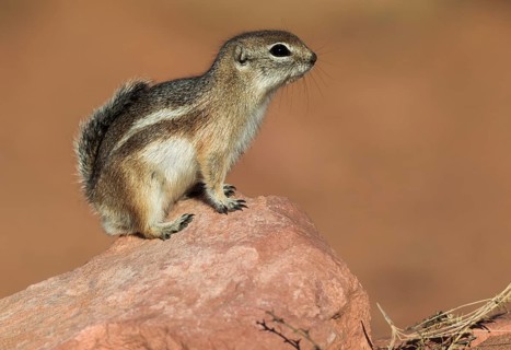 White-tailed antelope squirrel