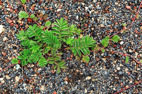 Silverweed
