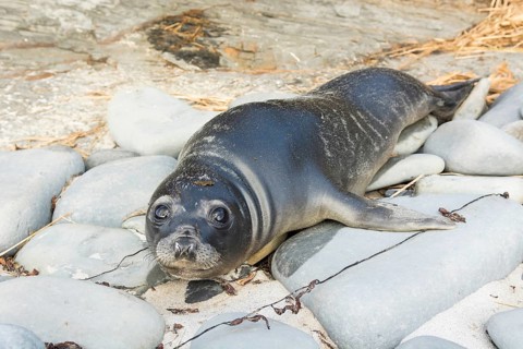 Sealion Island