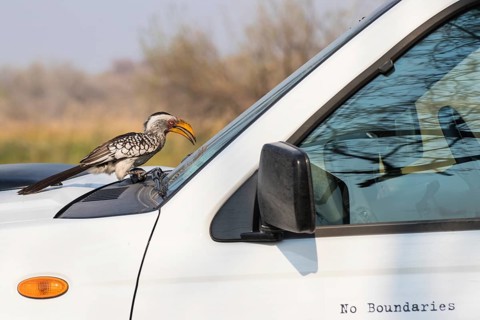 Southern Yellow-billed Hornbill