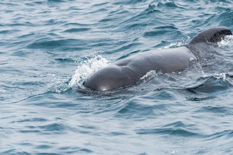 Long-finned pilot whale