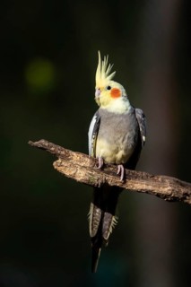 Cockatiel