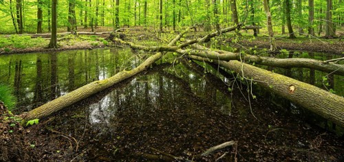 Pond with fallen trees
