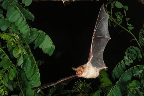 Greater mouse-eared bat