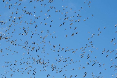 Snow geese