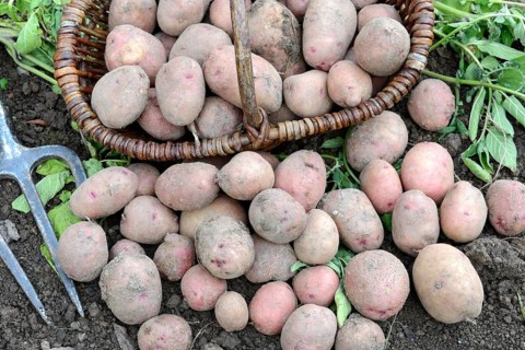 Potatoes