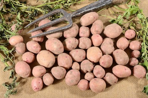 Potatoes