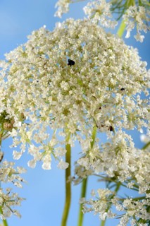 Wild carrot