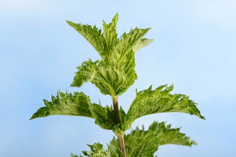 Nane Peppermint