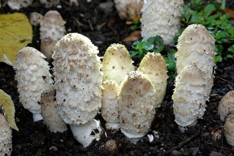 Shaggy ink cap